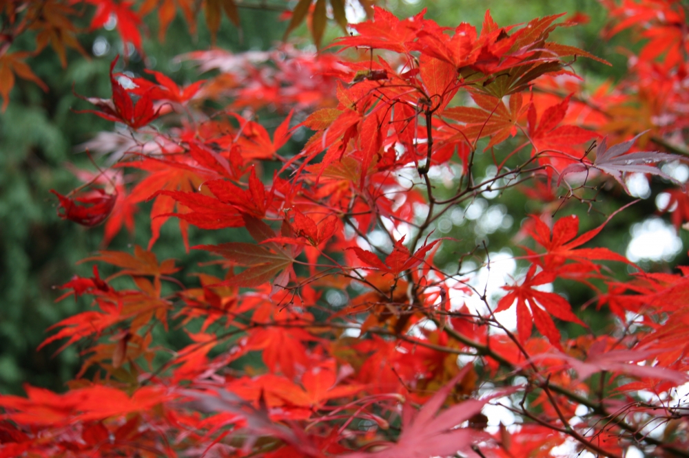 Glorious red